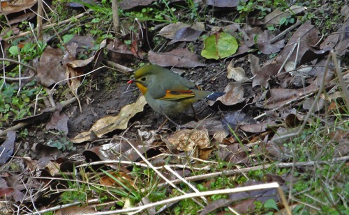 Red-billed Leiothrix
Tai Mo Shan Mountain Country Park
